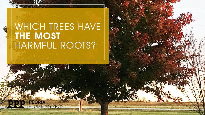 Which Trees Have The Most Harmful Roots? | Peoria Plumbing Pros | Peoria Arizona Plumbers